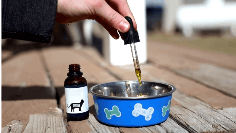 is CBD safe for pregnant dogs