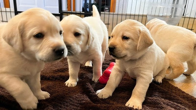 Lifespan of Labrador Retrievers