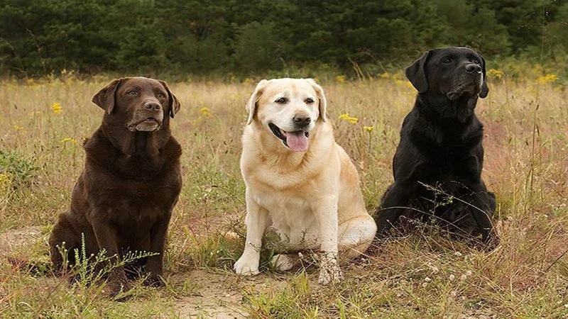 how long do labrador retrievers live