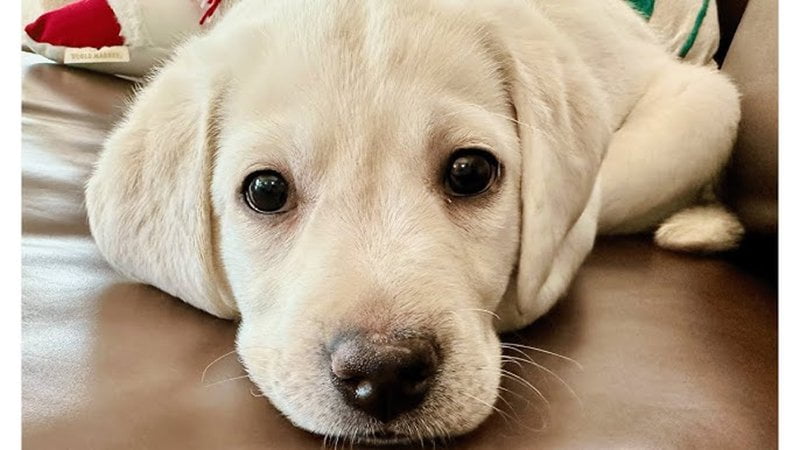 Role Of Genetics in Lifespan of Labrador