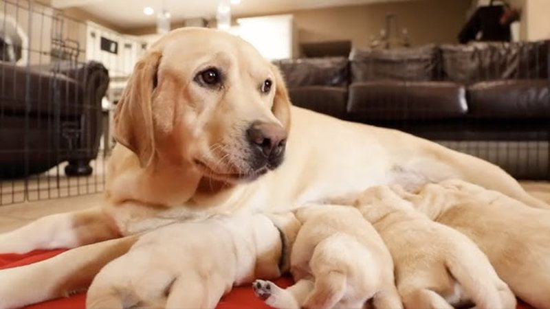 longevity of Labrador Retrievers