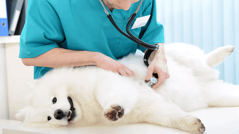 What should Pregnant Dogs Avoid