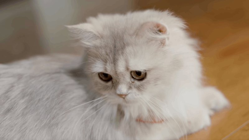 help cats with dehydration