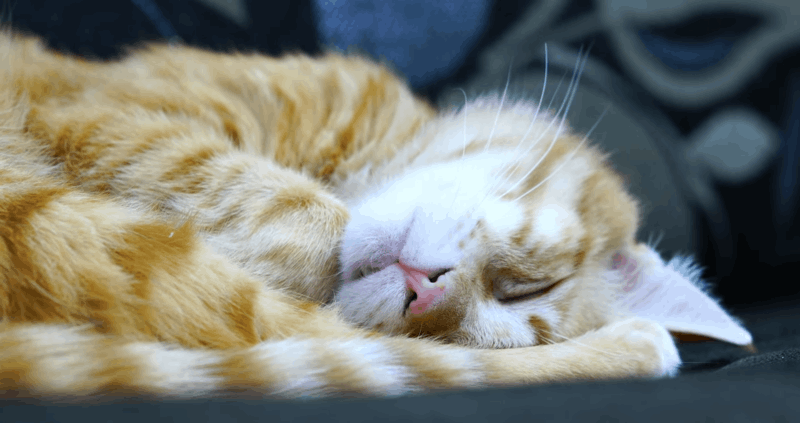 signs of dehydration in cats