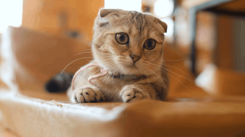 what is kennel cough in cats