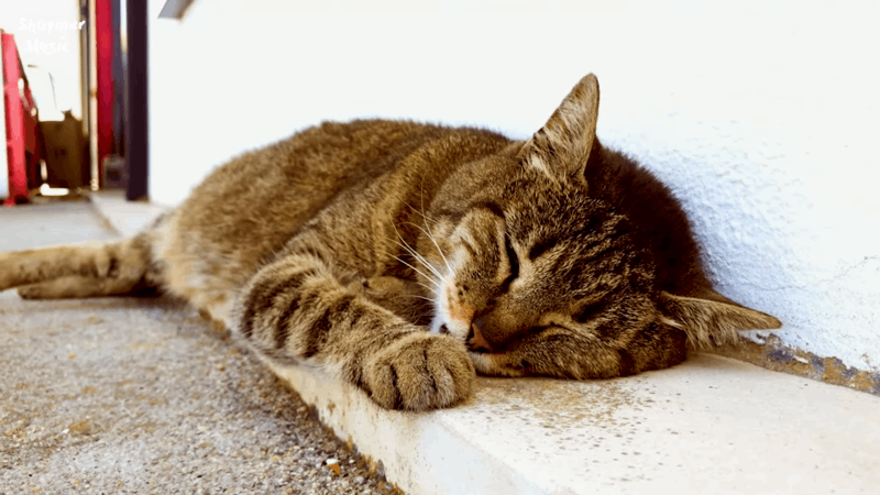 medications for kennel cough