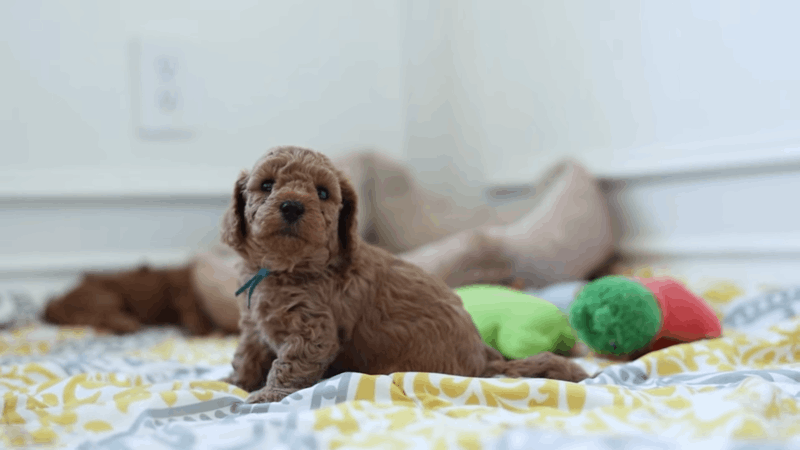 symptoms of tooth pain in dogs