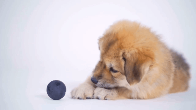 common behaviors of dogs with tooth pain