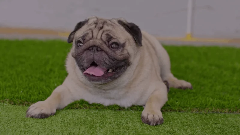 dog tooth infection treatment