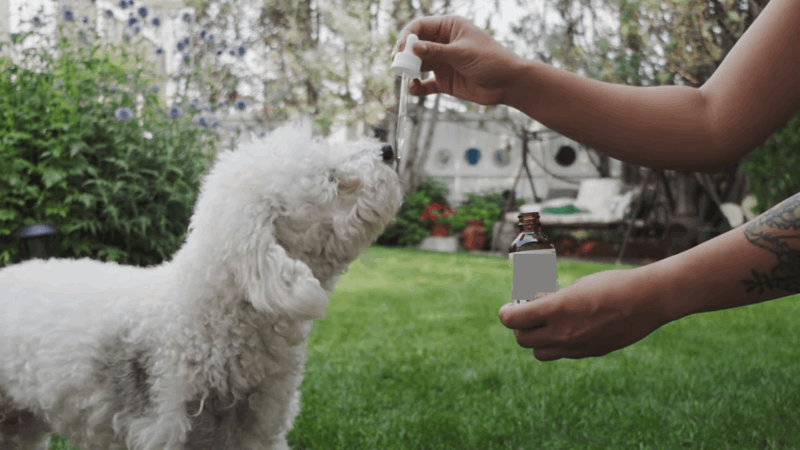 cbd for tooth pain in dogs