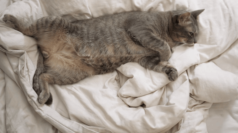 check for cat dehydration