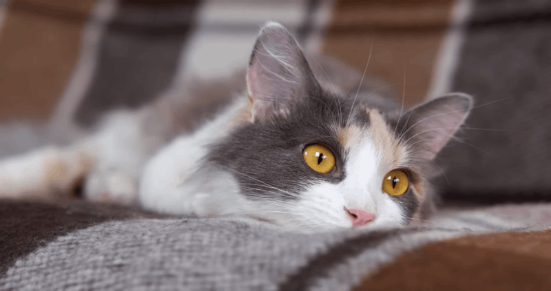 treat dehydration in cats