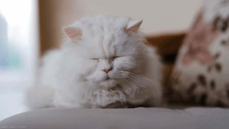 kennel cough in cats treatment