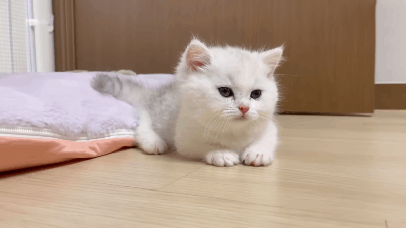 can cats get kennel cough