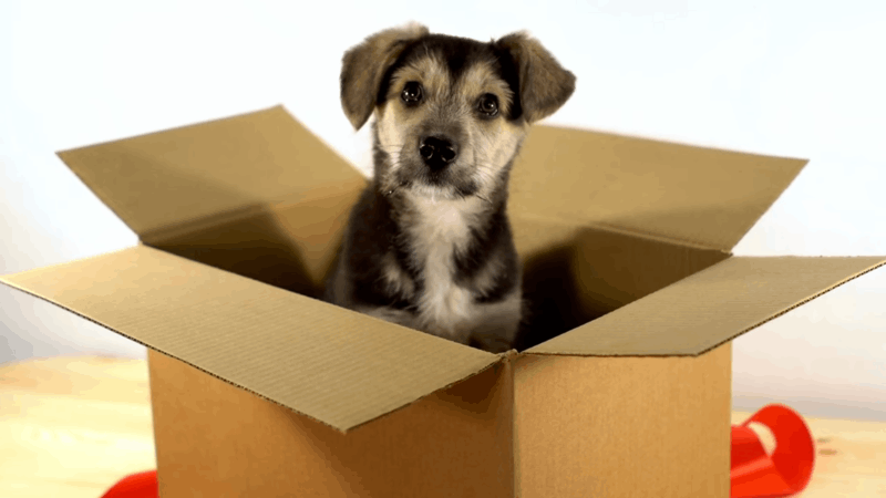 Signs of Pregnancy in a Dog