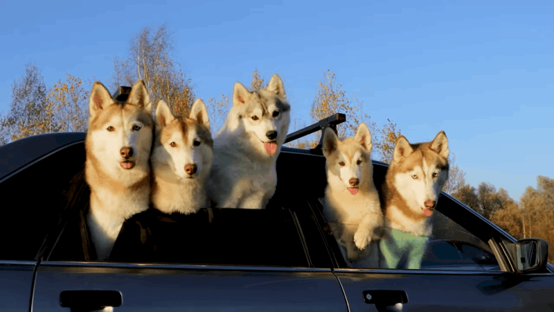 how to help dogs with tooth pain